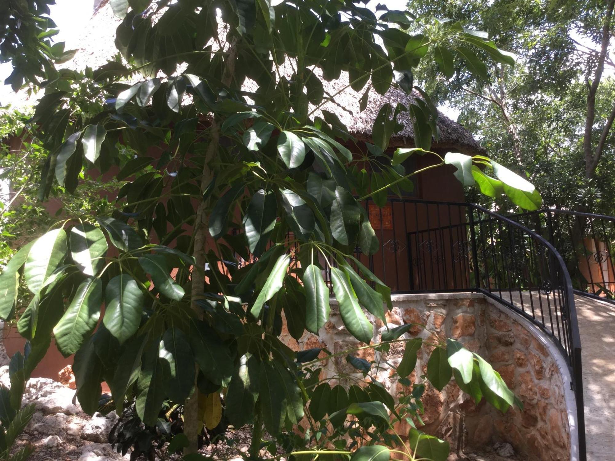 The Pickled Onion B&B And Restaurant Uxmal Santa Elena Zimmer foto